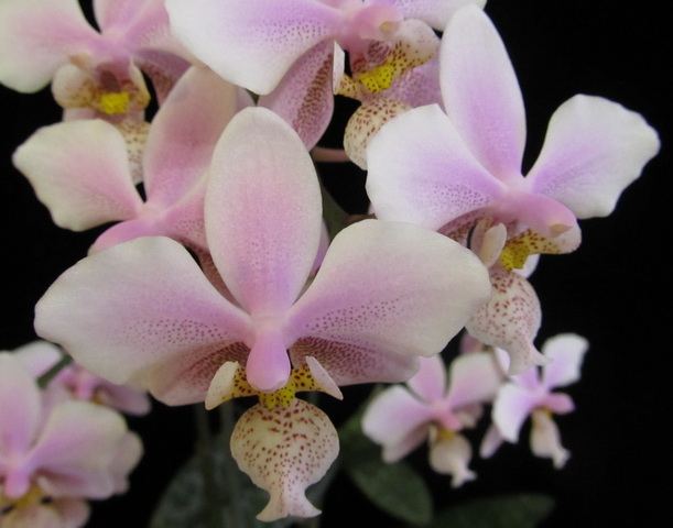 Phalaenopsis Philadelphia