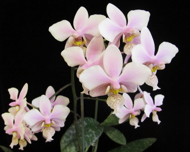 Phalaenopsis Philadelphia
