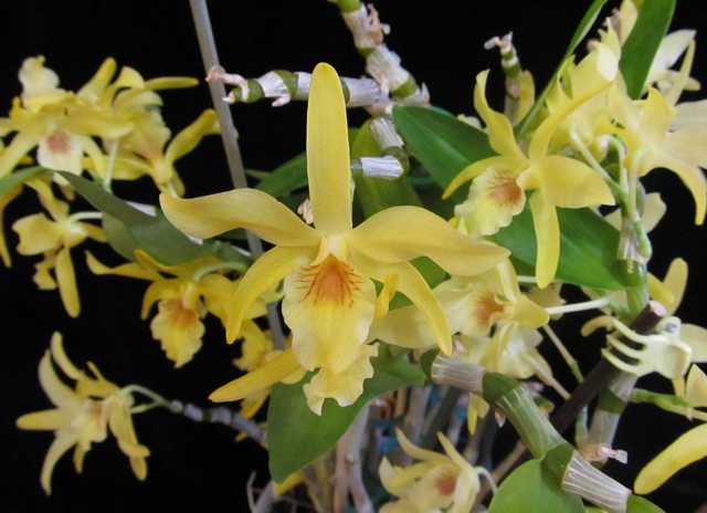 Dendrobium nobile Stardust