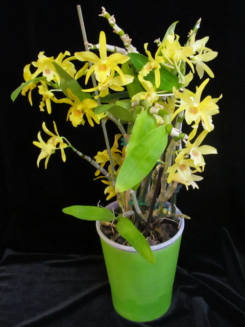 Dendrobium nobile Stardust