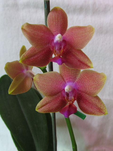 Phalaenopsis Bronze Buddha