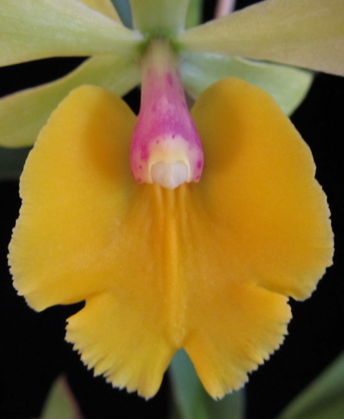 Epc.Rene Marques x Pot.Free Spirit”Lea”