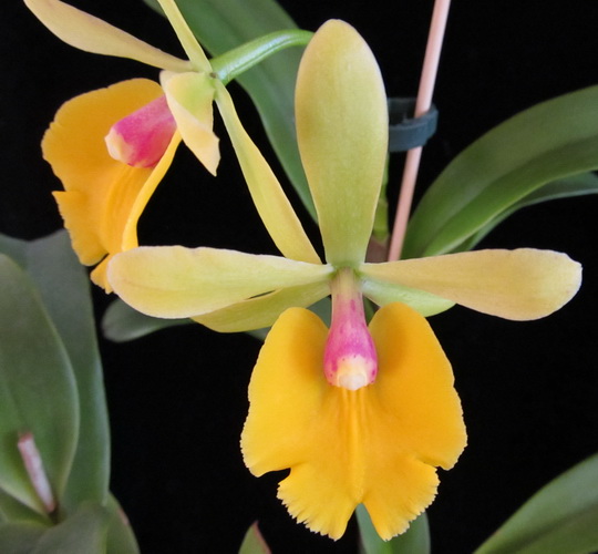 Epc.Rene Marques x Pot.Free Spirit”Lea”