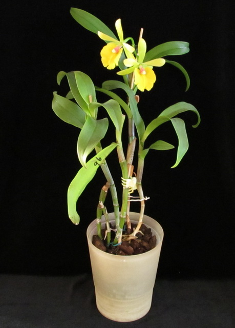 Epc.Rene Marques x Pot.Free Spirit”Lea”