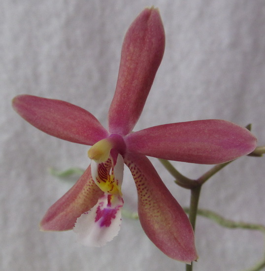 Phal. Bronze Maiden (shilleriana x manii)-начало цветения