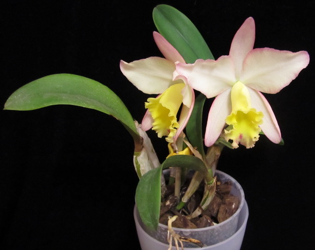 Sc. Fairyland 'PoPo'