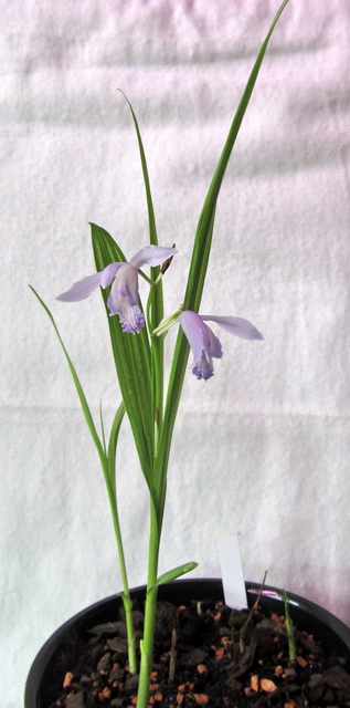 Bletilla striata 'Soryu'