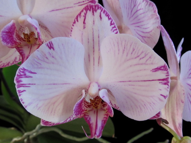 Phalaenopsis hibrid.