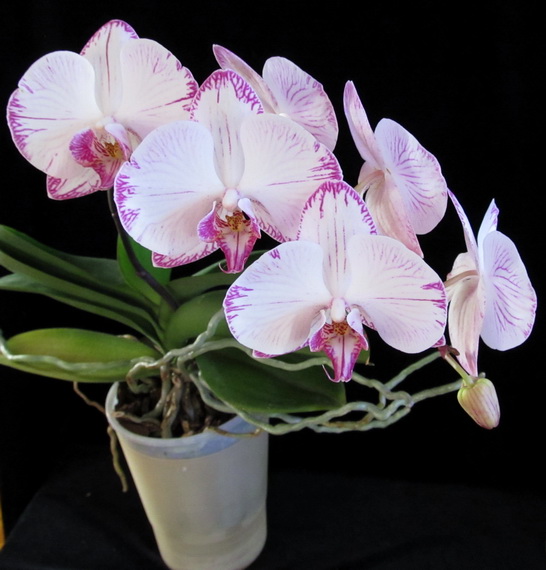 Phalaenopsis hibrid.