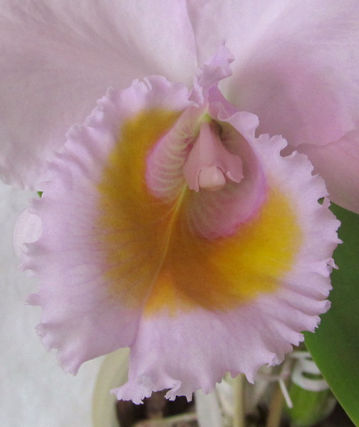 Cattleya schroederae