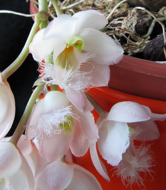 Clowesia Rebecca Northen 'Mikkabi'