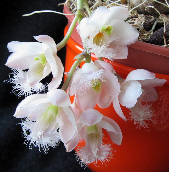 Clowesia Rebecca Northen 'Mikkabi'