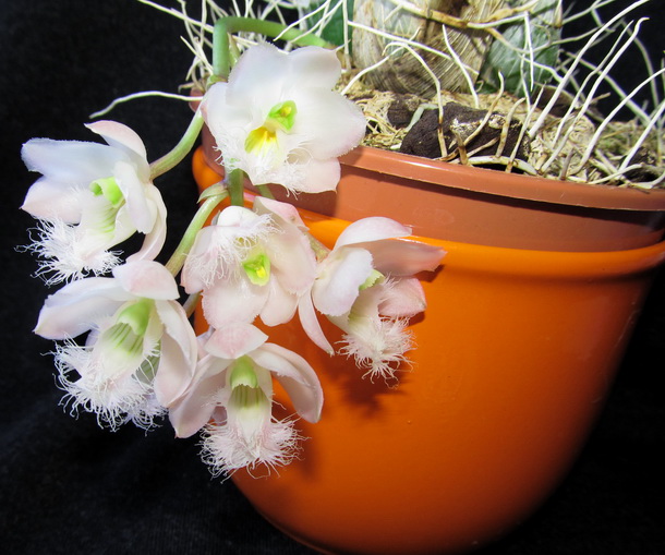 Clowesia Rebecca Northen 'Mikkabi'