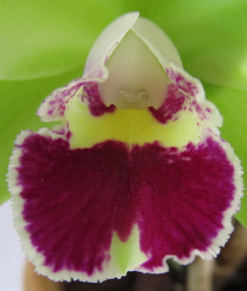 Prosrhyncholeya Chief Green River