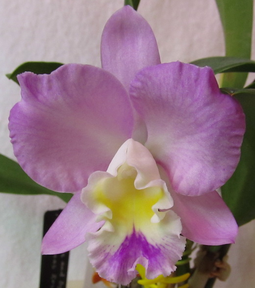 Cattlianthe Doris and Byron 'Christmas Rose'