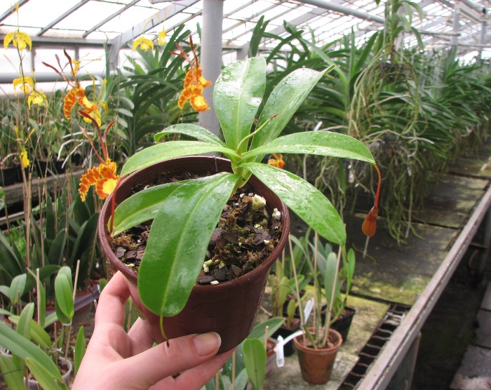 Nepenthes ventricosa.JPG