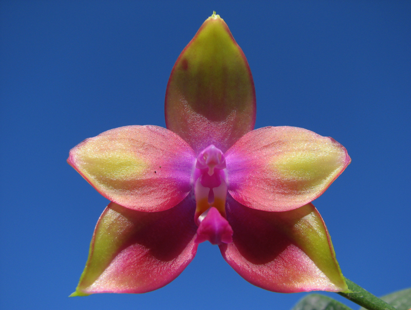 Phalaenopsis Jennifer Palermo x Phalaenopsis LD's Bear Queen.jpg