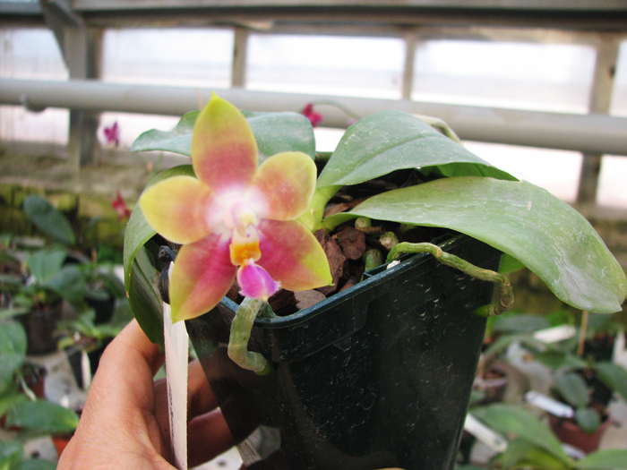Phalaenopsis Penang Girl.jpg