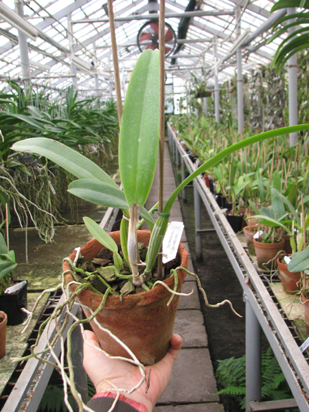 Cattleya trianae trilabelo 'AWZ' x Cattleya trianae aquinada 'AWZ'.jpg