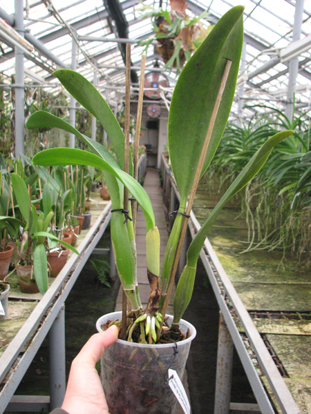 Potinara Spanish Eyes 'Tian Mu' (Apricot Flare x Memoria Wang Tzu-Chang).jpg