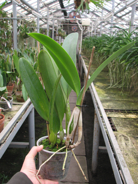 Laeliocattleya C G Roebling 'Blue Indigo' (Cattleya gaskelliana x Laelia purpurata).jpg