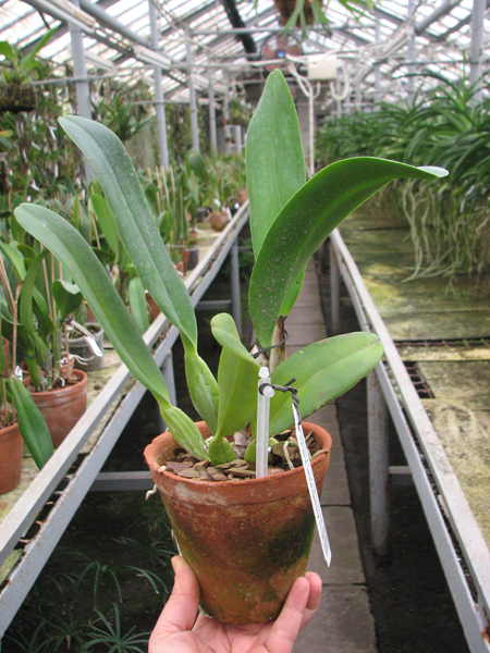 Laeliocattleya Antonetta Mahan 'S-10'.jpg
