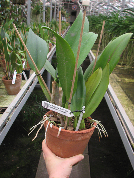 Potinara Tokyo Bay 'Victory' (Potinara Vallespin x Laeliocattleya Commander).jpg