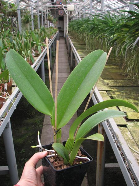 Laeliocattleya Dinard 'Blue Heaven'.jpg