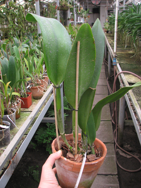 Brassolaeliocattleya Young Kong 'Sun No16'.jpg