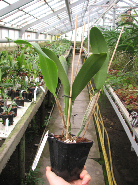 Brassolaeliocattleya Don De Michaels 'Z995' x Brassavola digbyana 'Mr Pig'.jpg