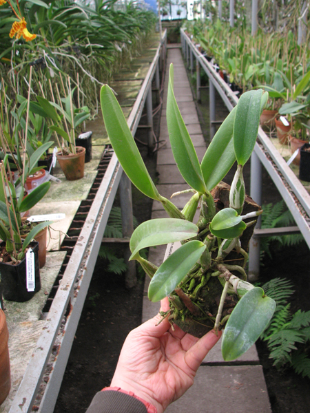 Cattleya walkeriana var princeps.jpg