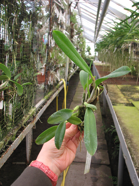Laelia praestans 'Black Lip' XXX x Laelia praestans 'Daniel' XXX.jpg