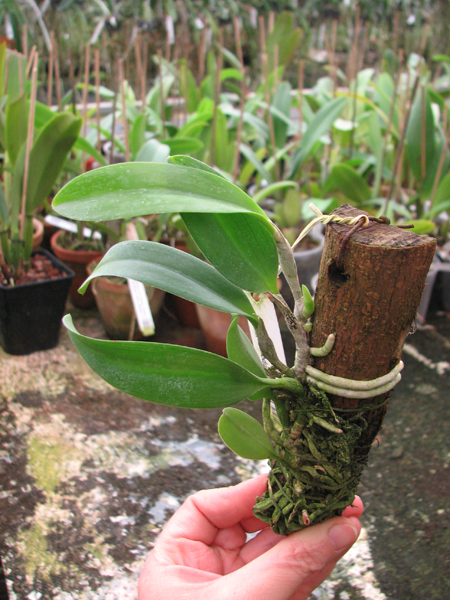 Laelia dayana tipo x self.jpg