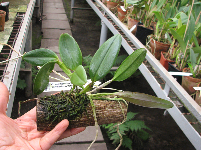 Cattleya schilleriana 'Guarapari' x Cattleya schilleriana 'Olinda'.jpg