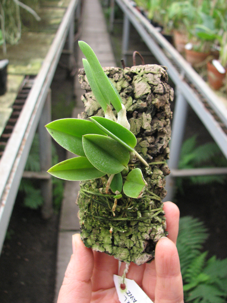 Laelia sincorana coerulea (сlara) x Laelia sincorana coerulea escura 'AWZ'.jpg