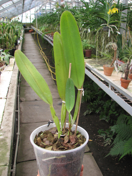 Laelia perinii semi alba 'W F' x Laelia perrinii alba 'R A'.jpg