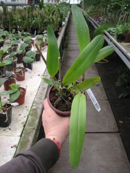 Laelia tenebrosa (Tipo x Maria Fumaca').jpg