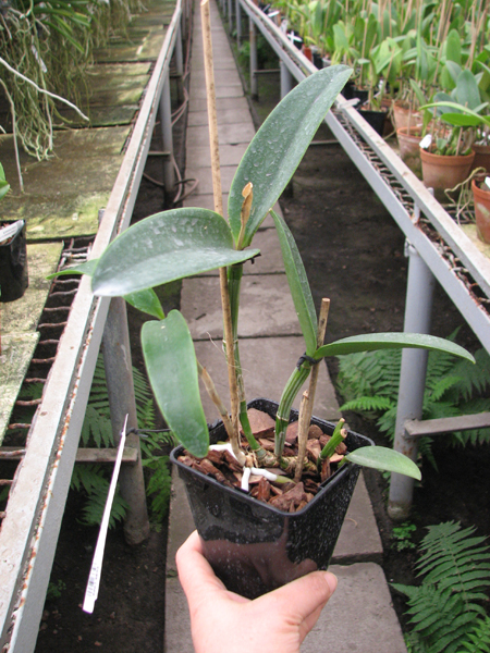 Cattleya intermedia sanguinea 'do Padre Vitus' x Cattleya intermedia flamea 'BF-96'.jpg