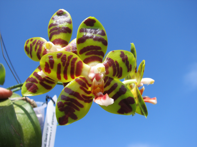 Phalaenopsis David Lim.jpg