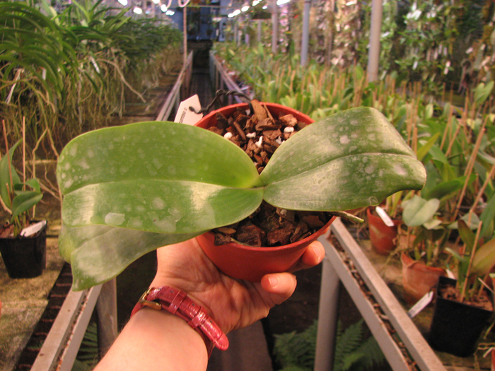 Phalaenopsis Mok Choi Yew (gigantea x violacea).jpg