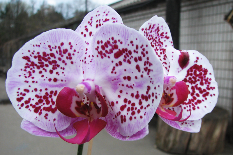 Doritaenopsis Ever Spring Pioneer 'ORCHIS'.jpg