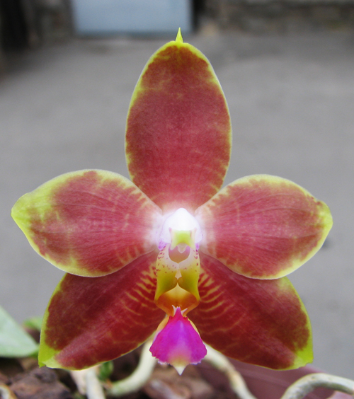 Phalaenopsis amboinensis x Phalaenopsis Penang Girl.jpg
