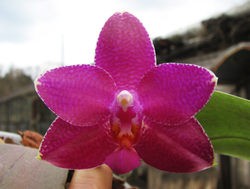 Phalaenopsis Ho's Lovely Amethyst.jpg