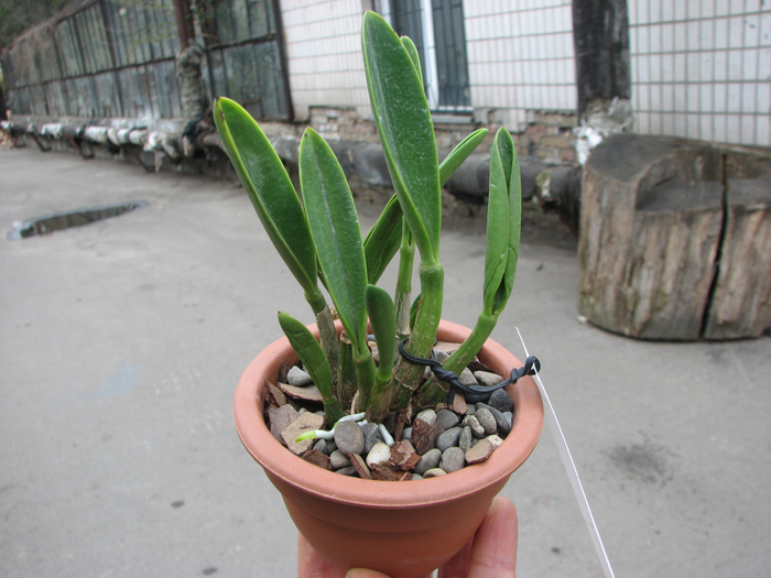 Laelia ghillanyi.jpg