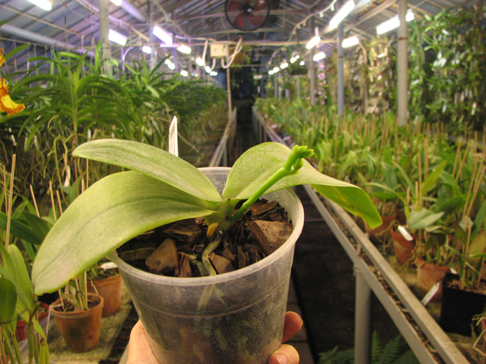 Phalaenopsis Tzu Chiang Chrisna.jpg