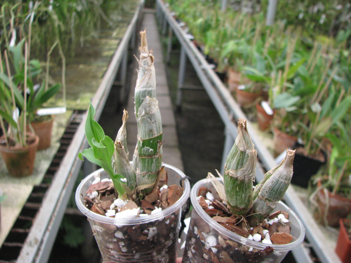 Catasetum pileatum 'Oro Verde'.jpg