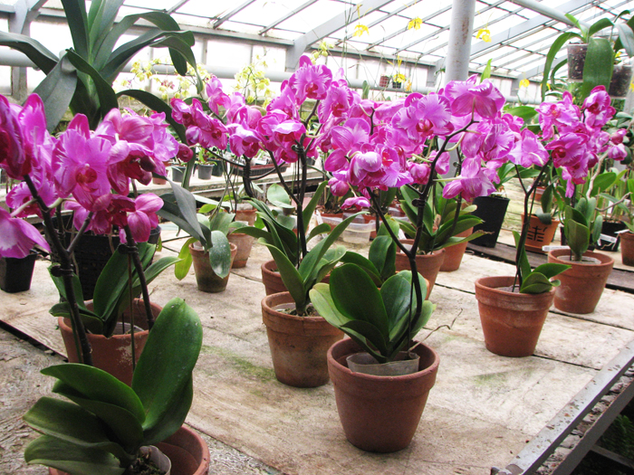 Doritaenopsis Taiwan Red Cat 'Red Cat'.jpg