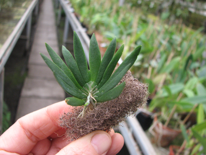 Ornithocephalus gladiatus.jpg