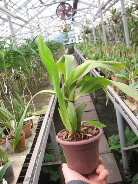 Rhynchostele maculatum.jpg