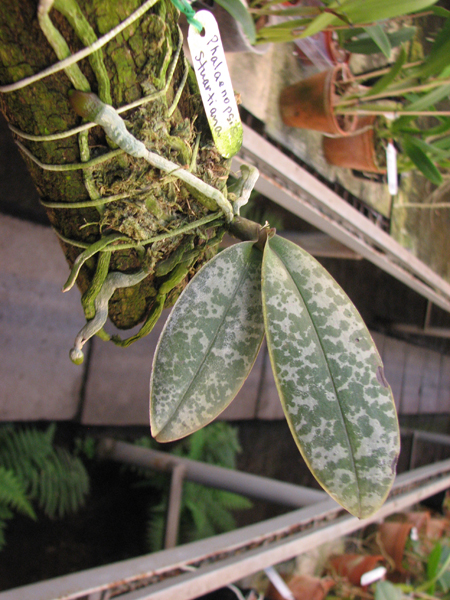 Phalaenopsis stuartiana.jpg